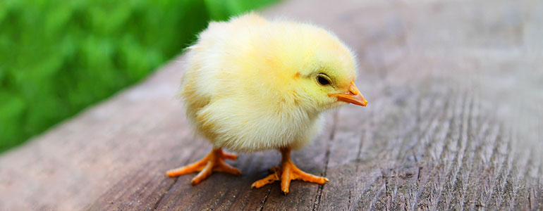 Easter Sunday trading banner Easter Sunday trading banner