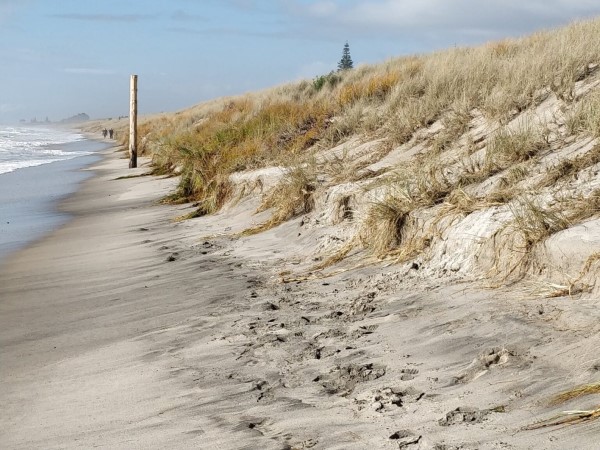 Sane dune erosion in Papamoa