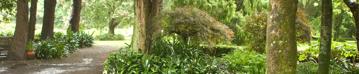 Benefits of City trees banner Benefits of City trees banner