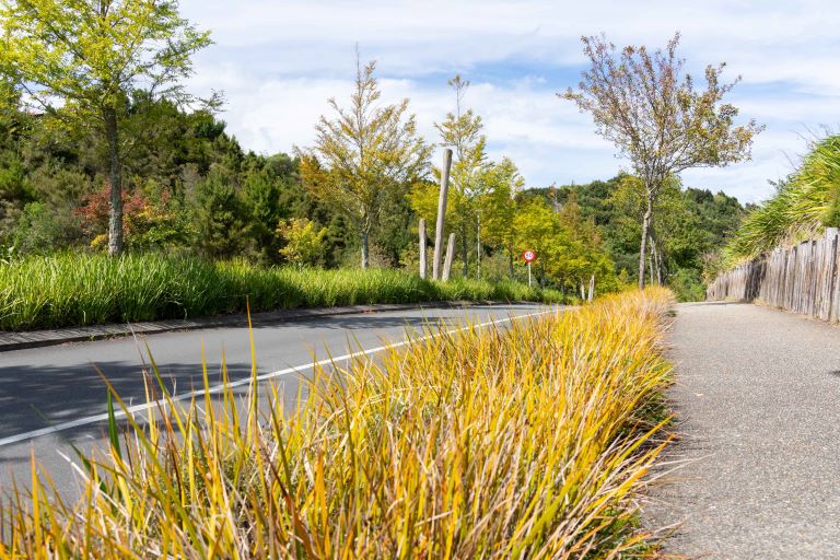 Benefits of City trees