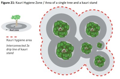 Kauri hygiene zone