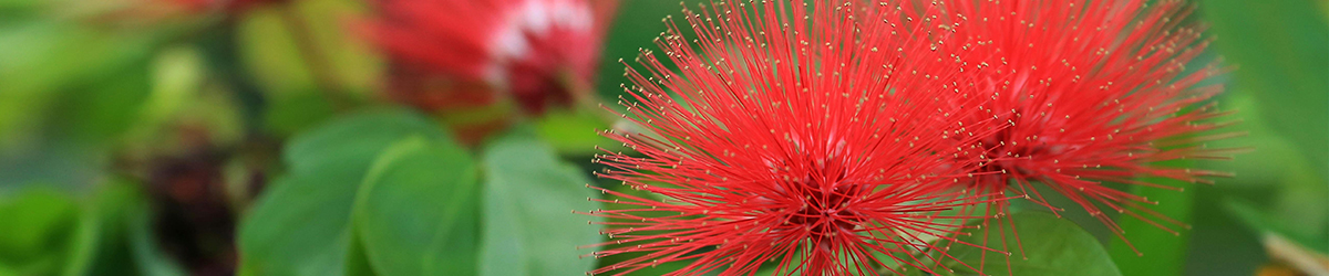 Protected trees on your property Protected trees on your property