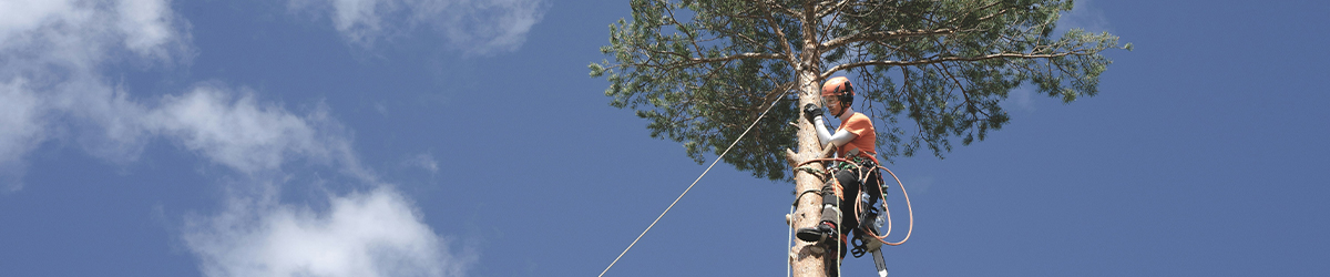 Working on or around trees banner