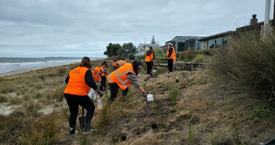 Brother New Zealand planting native dune species in Pāpāmoa. 