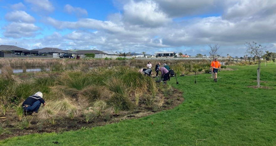 City Waters team planting wetland species in Te Ara o Wairākei Stormwater Reserve.
