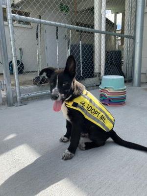 Aus Cattle X Shepherd called Sox