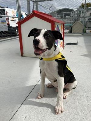 Border Collie Cross called Tuxedo