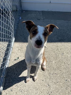 Whippet Cross Collie called Astra