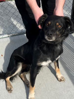 Huntaway/Shepherd Cross called Hunter