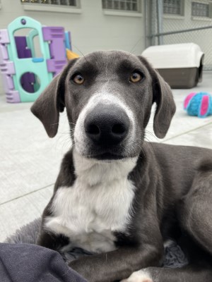 Weimaraner X female dog called Wiggles