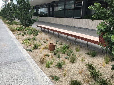 Durham Street planting